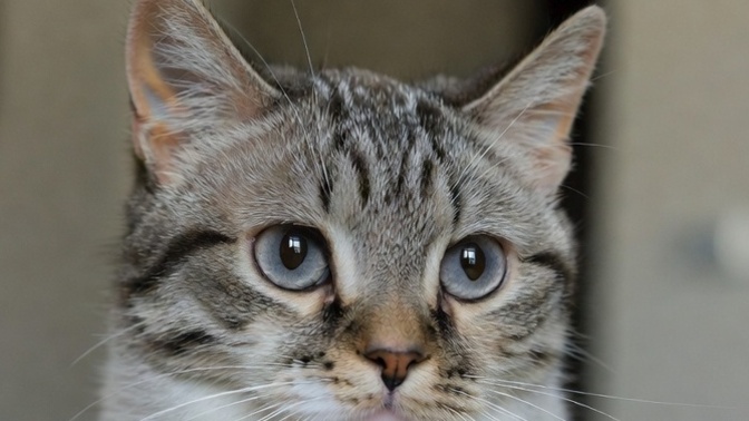 Yavru kedi bakımı için sadece kedi maması ve süt yeterli mi, ek olarak ne vermeliyim?