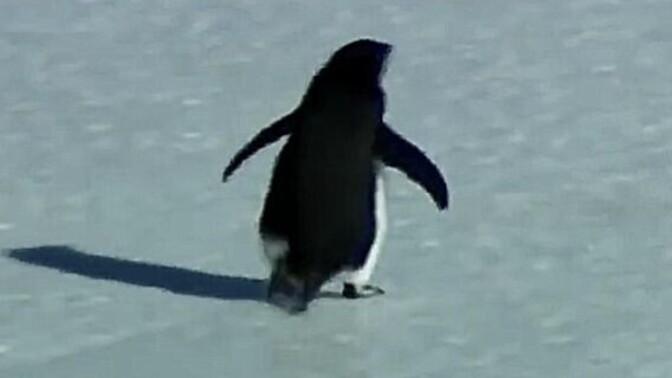O Penguen senin olsa adı ne koyardın? Ona "Gitme" der miydin?