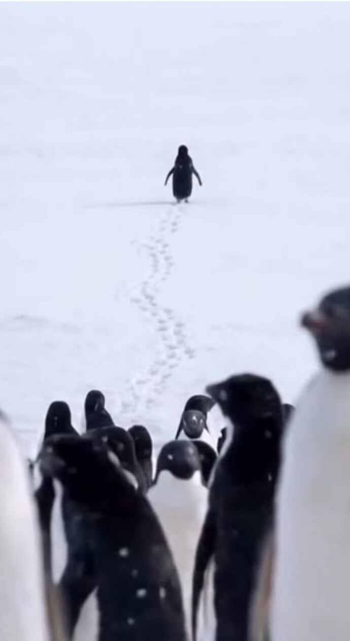 Hiç kimsenin derdi yokmuş gibi 19 yıl önce ölen penguen için ağlayıp triplere girenler hakkında ne düşünüyorsunuz?