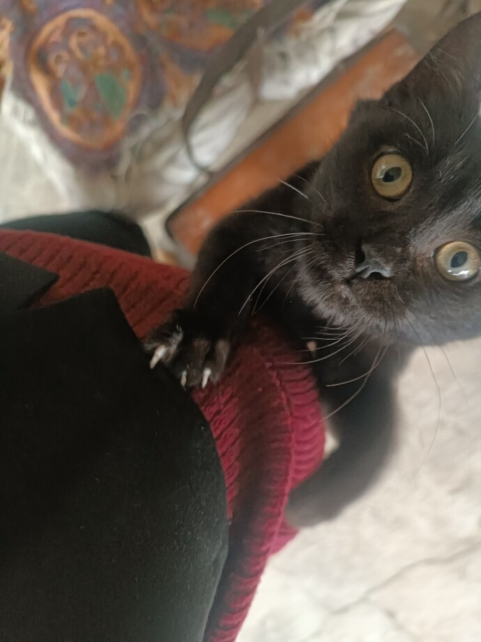 Bu benim kedim tipi normal mi korkuttu bu fotosu beni?
