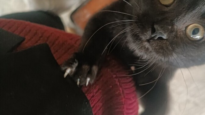 Bu benim kedim tipi normal mi korkuttu bu fotosu beni?