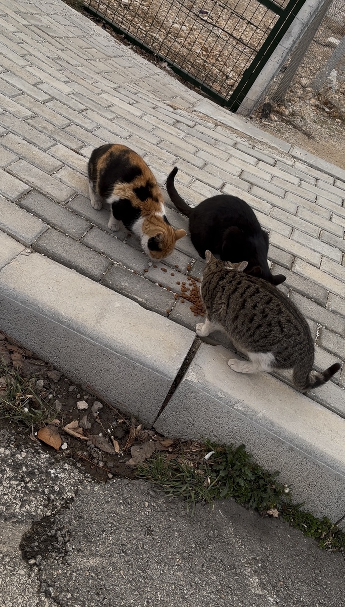 Bazen ıcımden geldıgı ıcın mama verıyorum ve bu 3 tanesı dısında kedı yoktu populasyon azalmis sanırsam?