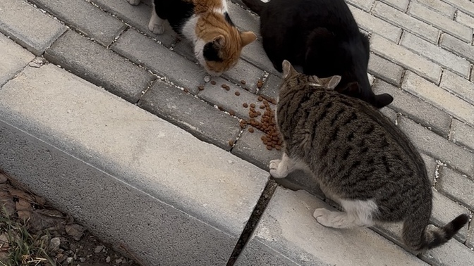 Bazen ıcımden geldıgı ıcın mama verıyorum ve bu 3 tanesı dısında kedı yoktu populasyon azalmis sanırsam?