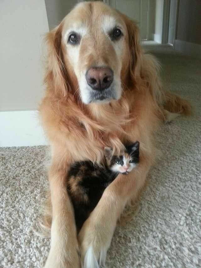 Kedi kumu mu köpek tüyü mü zor sizce?