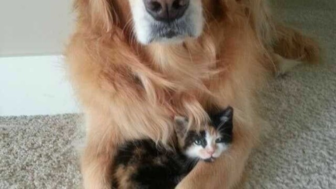 Kedi kumu mu köpek tüyü mü zor sizce?