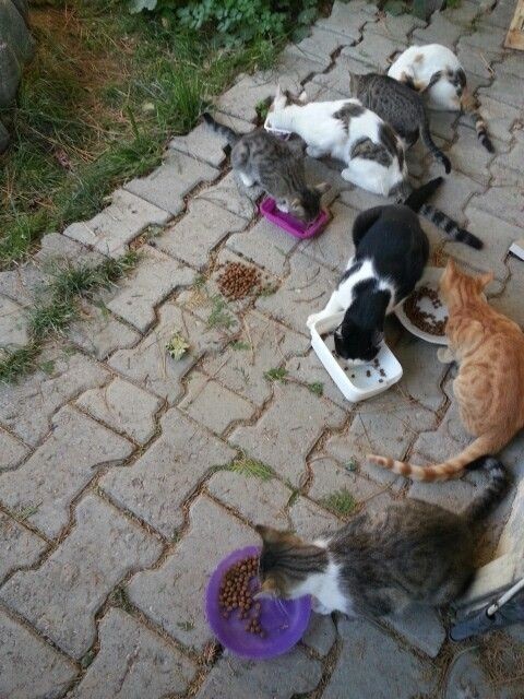 Sokak hayvanlarını sahiplenmekmi daha güzel yoksa cins kedi almak mı?