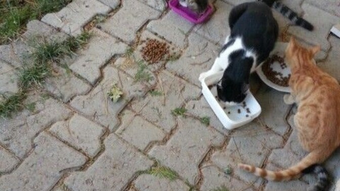 Sokak hayvanlarını sahiplenmekmi daha güzel yoksa cins kedi almak mı?