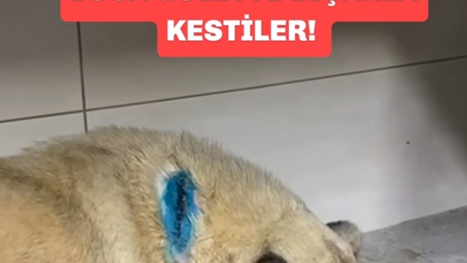 Böyle ülkede nasıl hayatta kalınır?