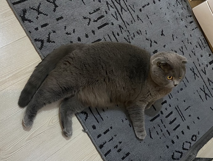 Barınaktan kedi sahiplendik sizce adı ne olsun 🐈?