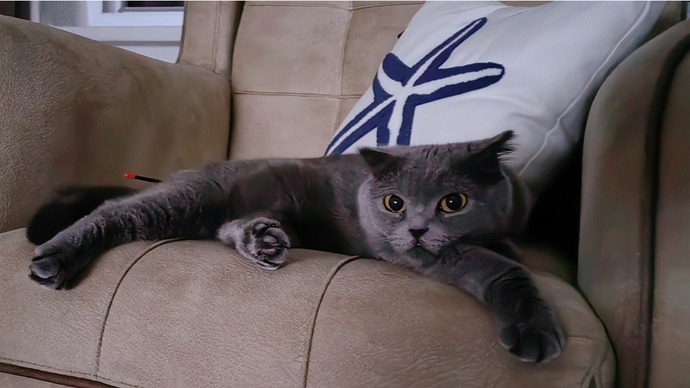 Barınaktan kedi sahiplendik sizce adı ne olsun 🐈?