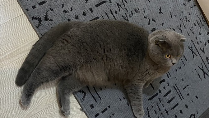 Barınaktan kedi sahiplendik sizce adı ne olsun 🐈?