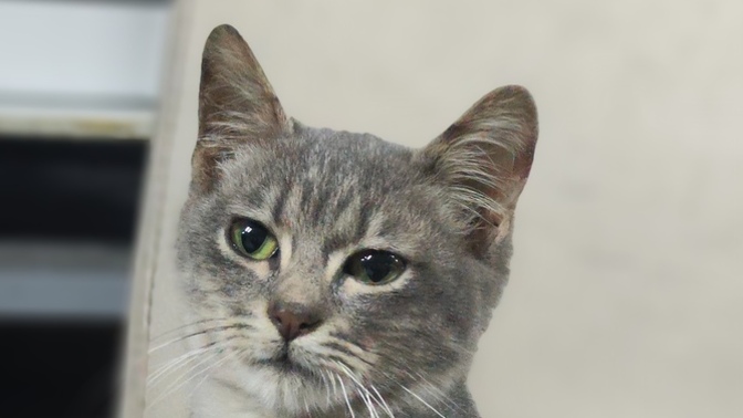 Dükkanda kaçak yaşayan bu yakışıklıya isim bulamıyoruz, yardım eder misiniz🐱?