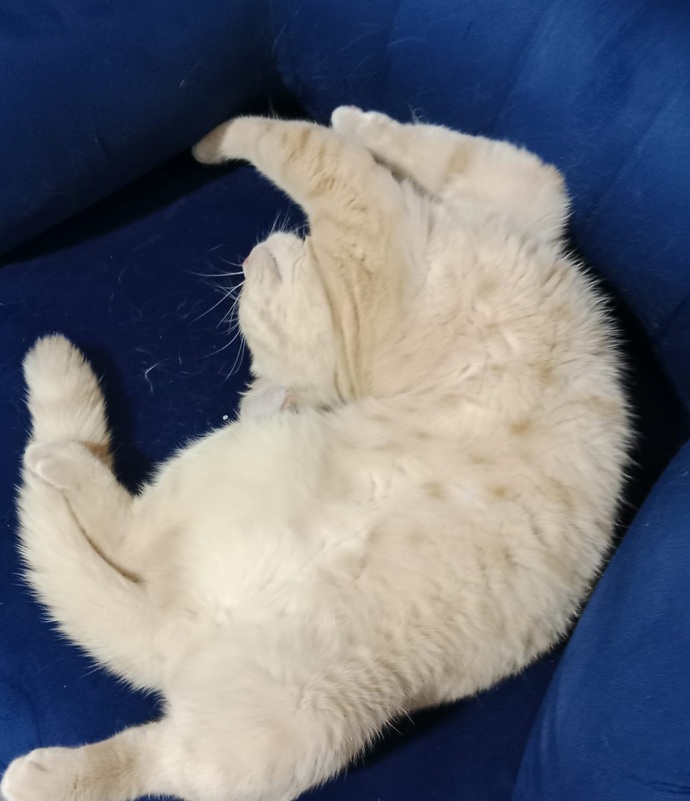Kedimin uyumasına bakınnn 🥹. Beraber iyi geceler diliyoruz size✨?