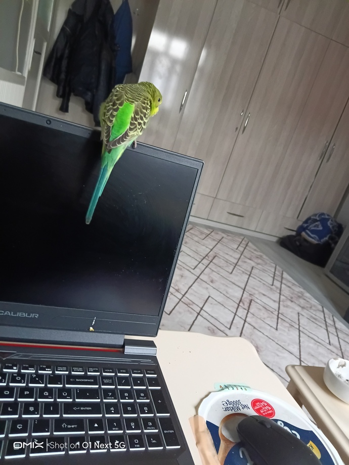 Evcil hayvanınız evin patronu mu?