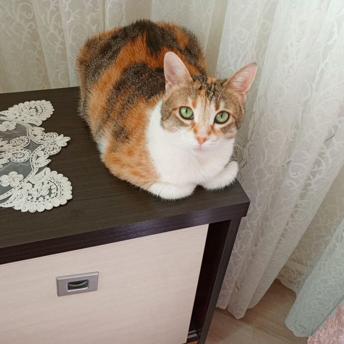 En sağlıklı kedi maması sizce hangisi ?