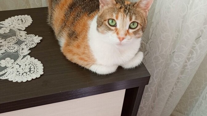 En sağlıklı kedi maması sizce hangisi ?