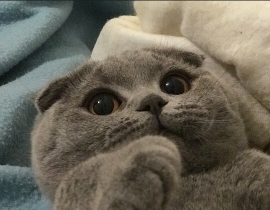 Kedi sahiplenmek ister miydiniz?