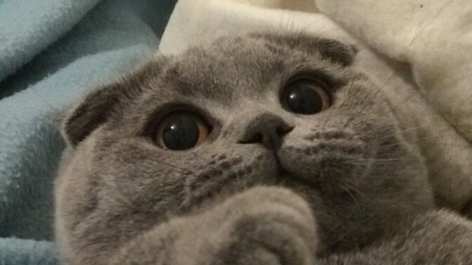 Kedi sahiplenmek ister miydiniz?