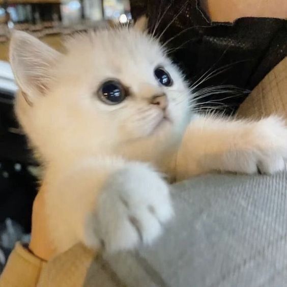 İyi geceler, neden uyumadınız 🌸?