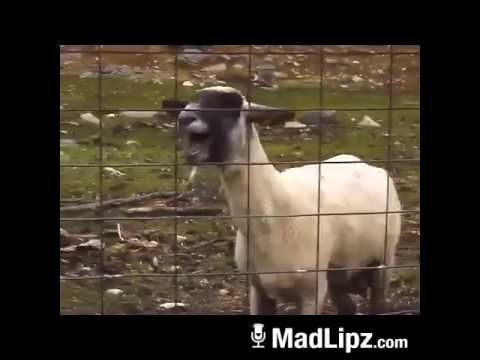 İskenderin Türkiye ile Almanya’da aynı fiyat olması normal mi?