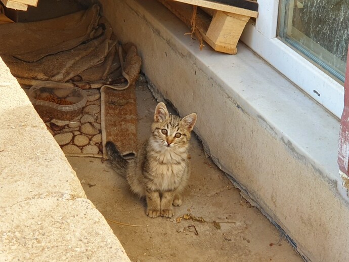 Kedileri sever misiniz, evde kedi besleyenler burada mı 🐾?