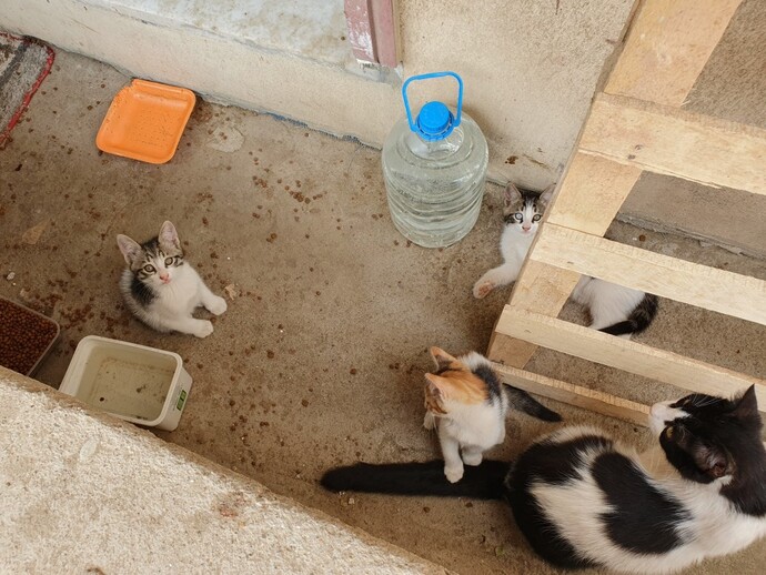 Kedileri sever misiniz, evde kedi besleyenler burada mı 🐾?