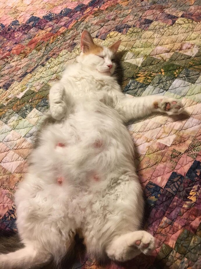 Hamile kedi kısırlaştırılır mı?
