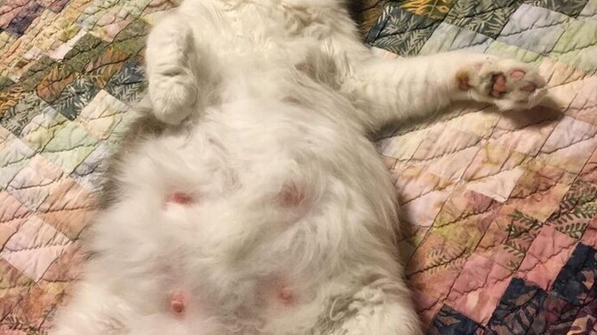 Hamile kedi kısırlaştırılır mı?
