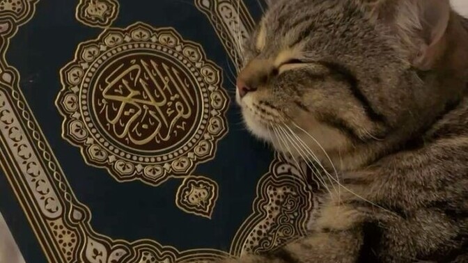 Neden MUSULMAN olmaktan vaz geçtiniz?