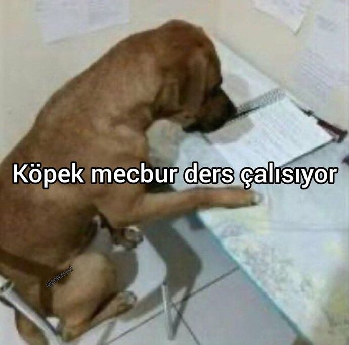 Derslere bakıyorum mecbur