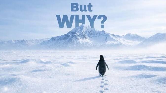 Nihilist penguen hakkında ne düşünüyorsunuz?