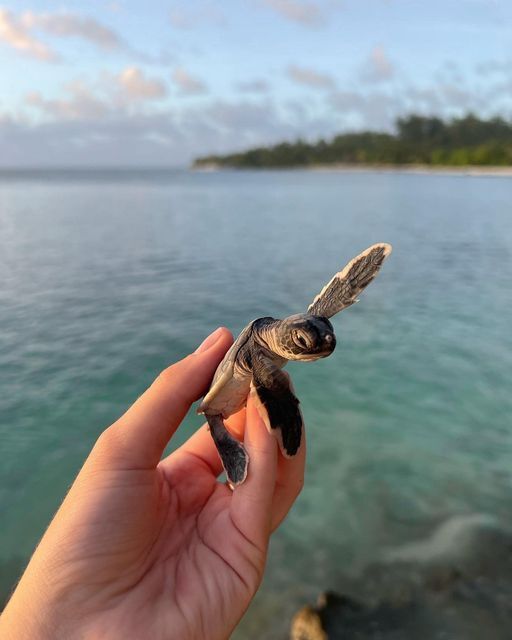 Caretta Caretta Kaplumbağası beslesen adını ne koyardın?