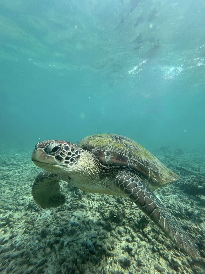 Caretta Caretta Kaplumbağası beslesen adını ne koyardın?