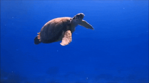 Caretta Caretta Kaplumbağası beslesen adını ne koyardın?