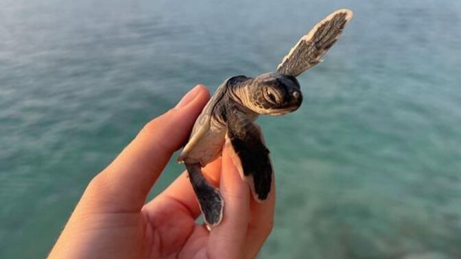 Caretta Caretta Kaplumbağası beslesen adını ne koyardın?