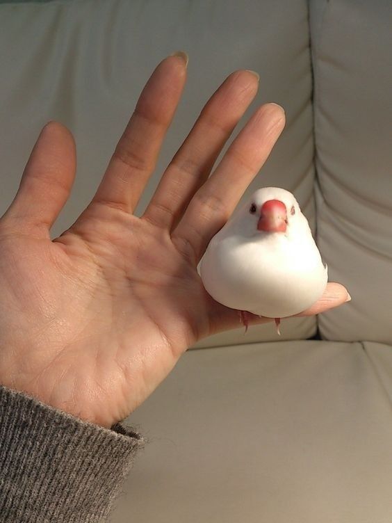 Hiç evde kuş beslediniz mi, hangi tür kuş daha kolay bakılıyor?
