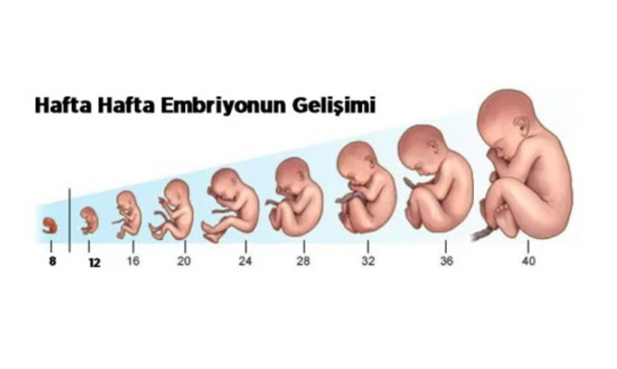 4 haftalık bebek tekme atar mı?