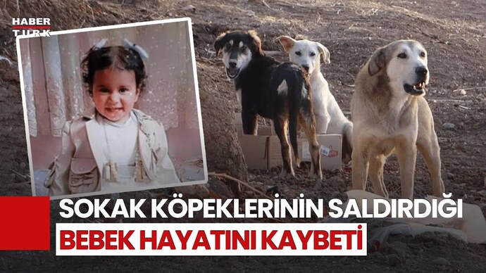 Kedisini köpeğini çocuğu gibi sevenler sizce psikolojik olarak sorunlu mu?