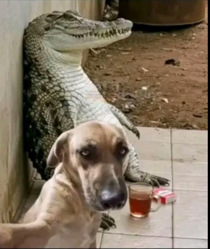 Rol yapma , safa yatma yeteneğiniz var mı?