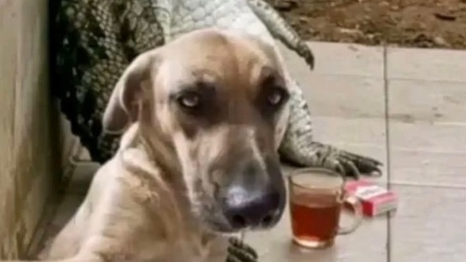 Rol yapma , safa yatma yeteneğiniz var mı?