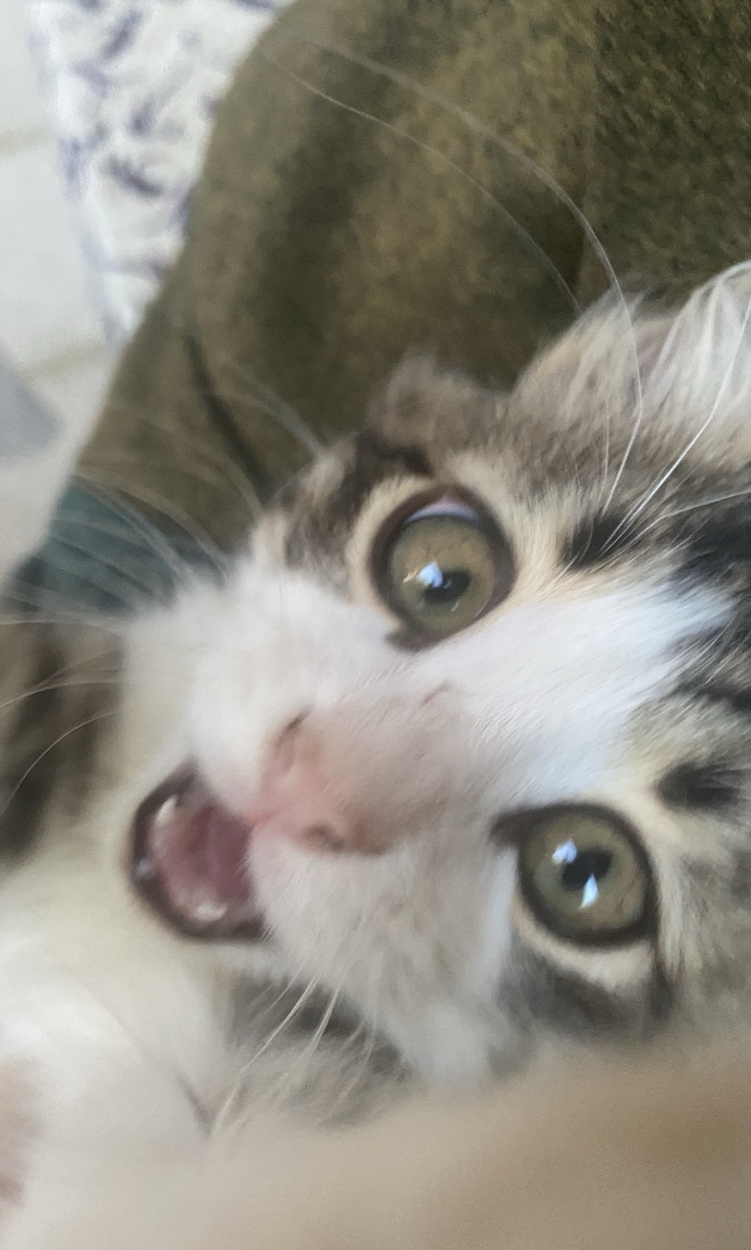 Kedi besliyor musunuz?