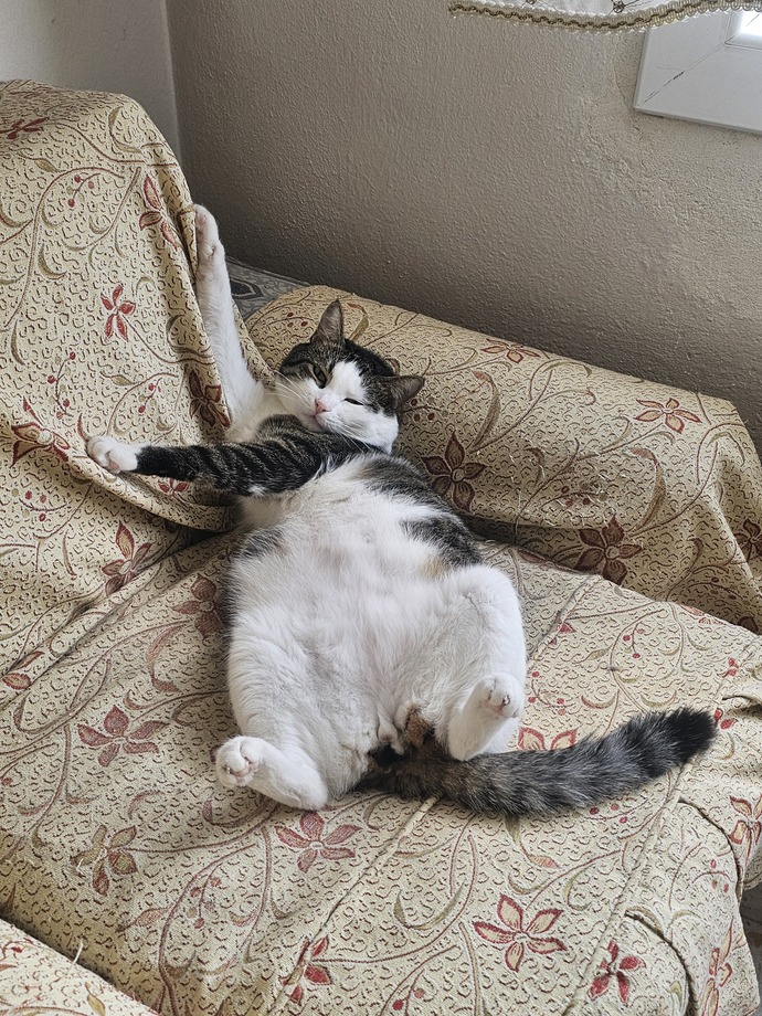 Kedi besliyor musunuz?