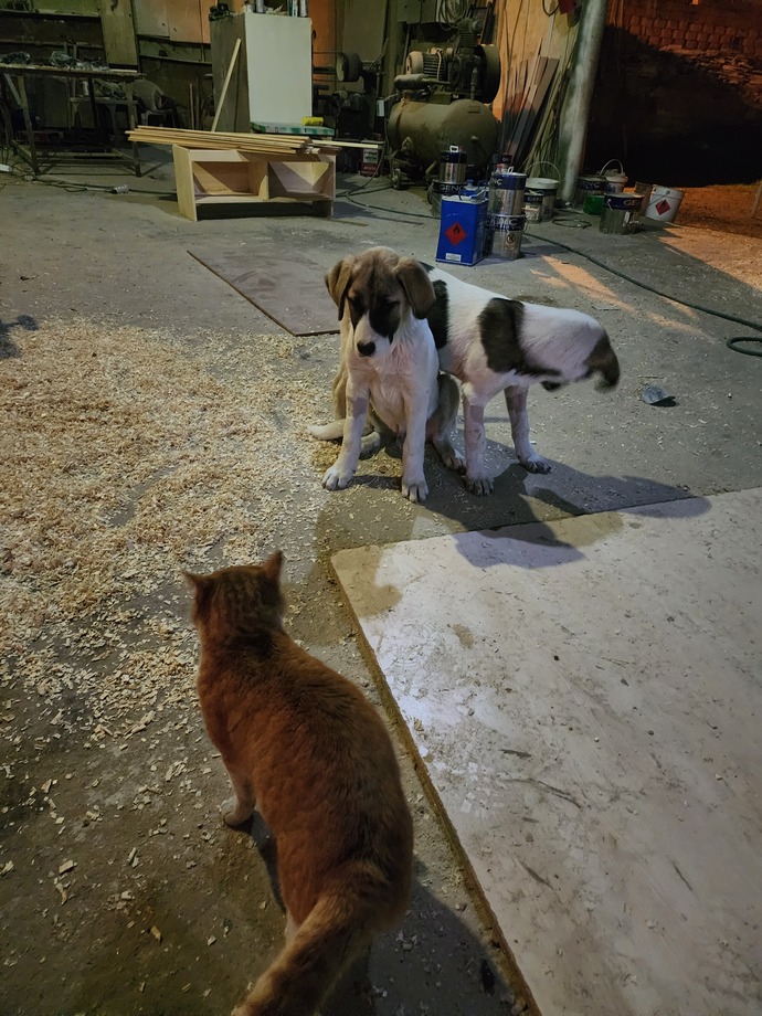 Kedi besliyor musunuz?