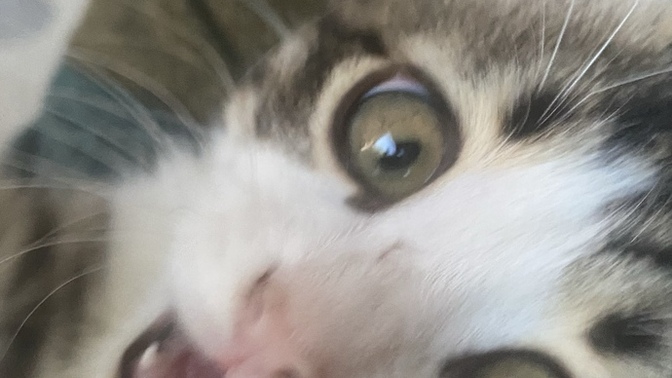 Kedi besliyor musunuz?