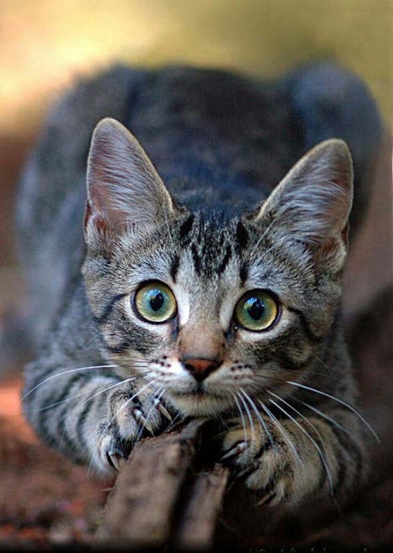 Kedi olsan ilk kimi tırmalardın?
