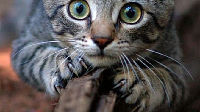 Kedi olsan ilk kimi tırmalardın?