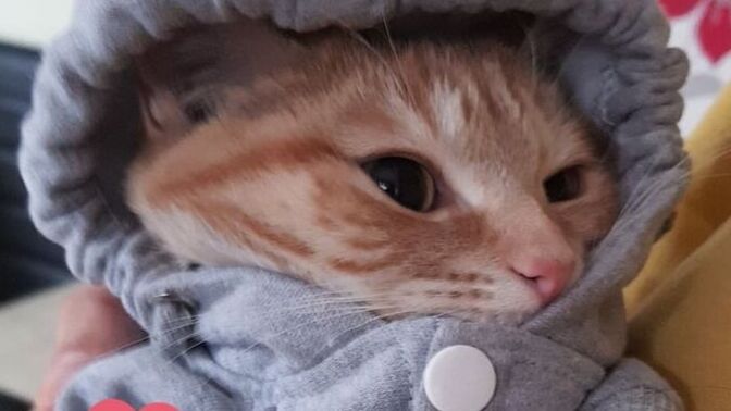 "Gelirken sakın o pis hayvanını getirme" derse ne yaparsın?