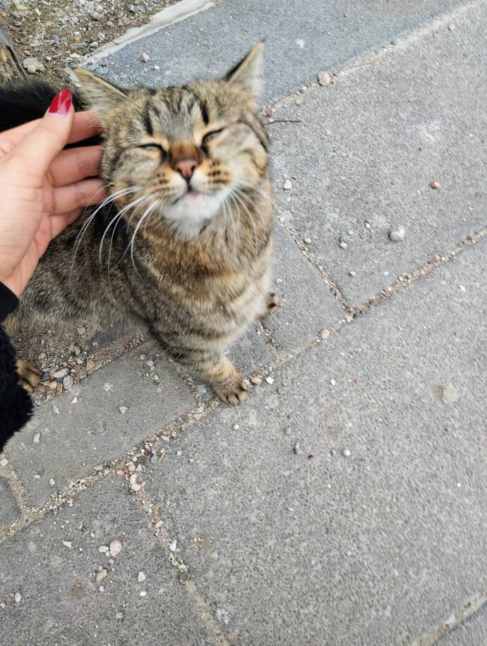 Sokak hayvanlarını sever misiniz?