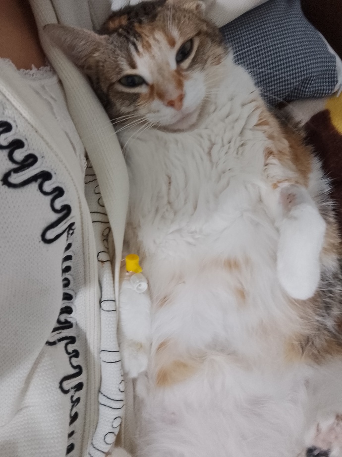 Ölen kedime sen benim annem misin diye seslenmem normal mi, evcil hayvan kaybıyla nasıl başa çıkılır 😔?