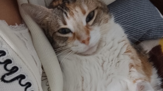 Ölen kedime sen benim annem misin diye seslenmem normal mi, evcil hayvan kaybıyla nasıl başa çıkılır 😔?